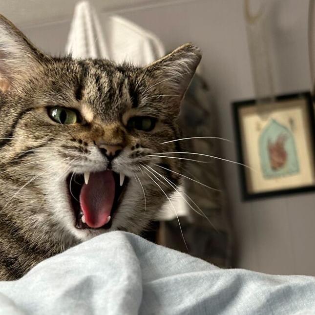 Advice King: Should I Feel Bad About Being a Childless Cat Lady?